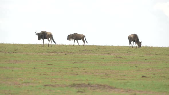 Wildebeests grazing, walking and scratching
