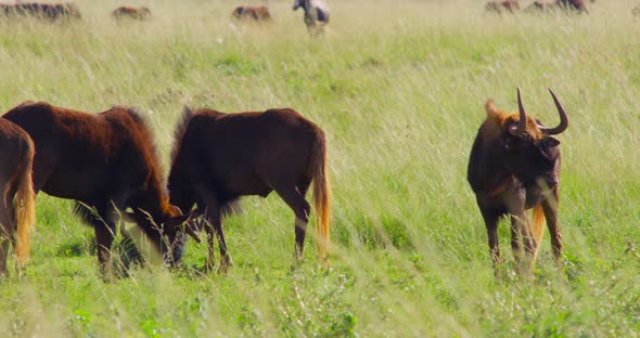 Wildebeests Grazing and Grass Swaying in the Wind on a Sunny Day