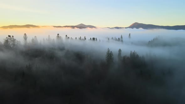 Aerial view of colorful landscape above foggy forest with pine trees covering mountain hills