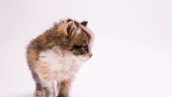 A Little Beautiful Cute Kitten Looks at the Camera on a White Background