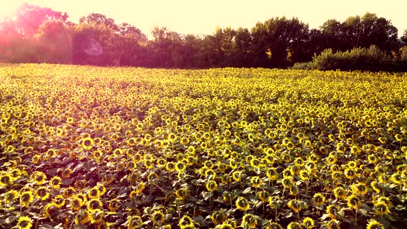 Aerial Drone View Flight Over Ver Field with Ripe Sunflower Heads