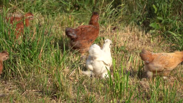 Baby Chicks Running on the Farm