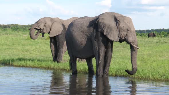 Two elephants at the river side 