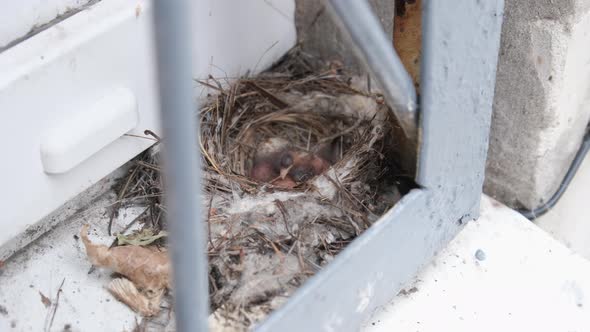 Newborn Chicks in the Nest Hungry Baby Birds of Swallows Open Yellow Mouths