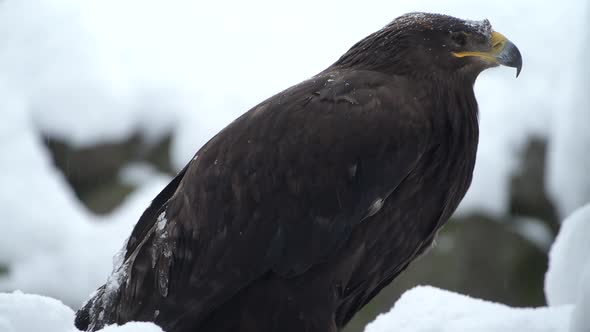 Spanish Imperial Eagle at Winter During Heavy Snowfall at National Park