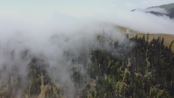 Cloud and forest aerial view