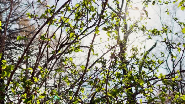 Branches of a Trees Start Blossoming in Park in the Sunny Weather Small Green Leaflets on Branches