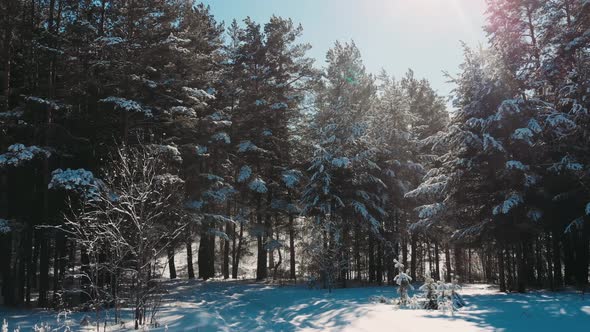 Drone Footage Snow Covered Trees, Winter Nature Beautiful Aerial View Pine Forest Mountain, Season