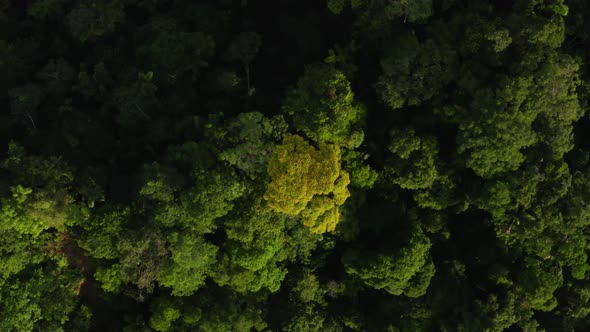 Zooming in on the yellow flowers of a tree in the canopy of a tropical forest