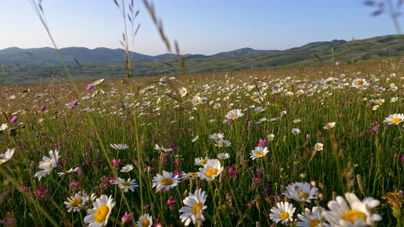 Walking Through Summer Meadow, Field of Flowers, Enjoying Daisies, Lupins and Other Wildflowers