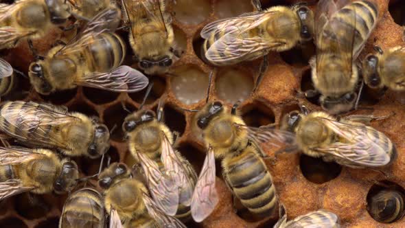 Bee Brood. In beekeeping, bee brood or brood refers to the eggs