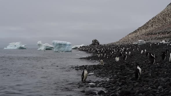 Adelie Penguins Walk Along Beach