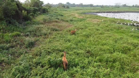Marsh deer near a pond full of birds (Jabirus and Wood storks) in Pantanal, filmed by drone with cir