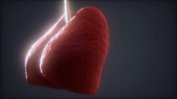 Loop 3d Rendered Medically Accurate Animation of the Human Lung alt