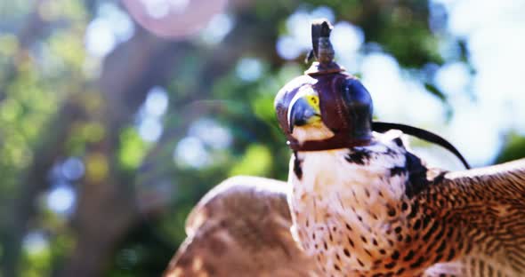 Close-up of falcon eagle with spread wings