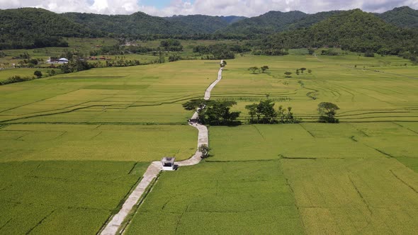 Aerial view of rice field with road in Pronosutan View, Kulon Progo, Yogyakarta