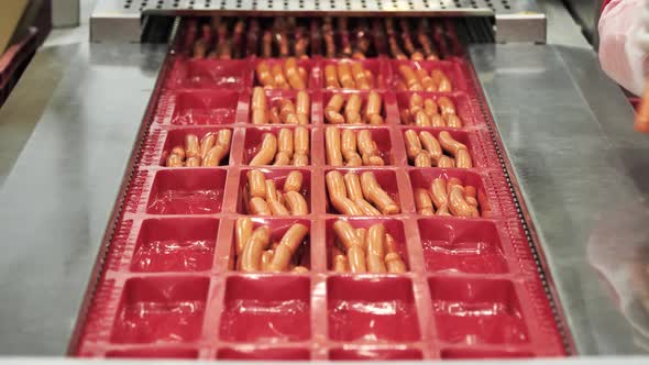 Hands of Workers Put Fresh Sausage Into Trays for Vacuum Packaging