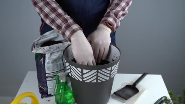 Hands Closeup of Male Gardener in Uniform and Gloves Transplants House Plant of Genus of Coniferous