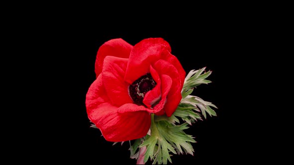 Beautiful Red Anemone Flower Blooming on Black Background Closeup