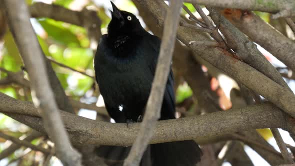 Brewer's blackbird makes sound