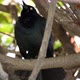 Brewer's blackbird makes sound - VideoHive Item for Sale