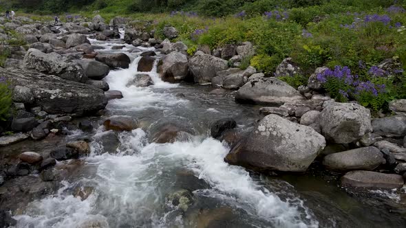 Stream And Flowers