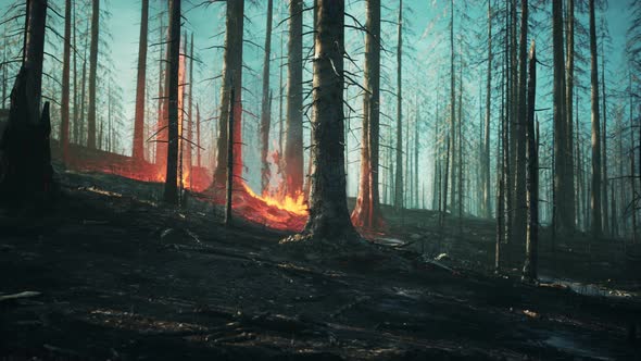 Wildfire Burns Ground in Forest