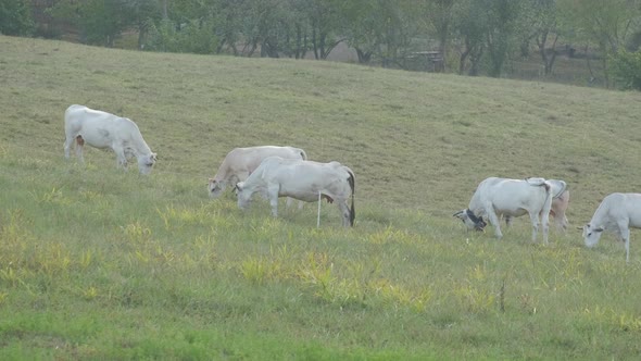Graze of white cows farming in rural field farm