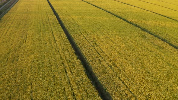 Drone view of rapaseed fields