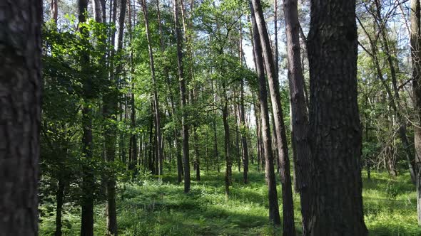 Trees in the Forest By Summer Day