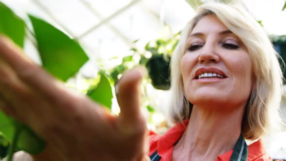 Mature woman checking plant