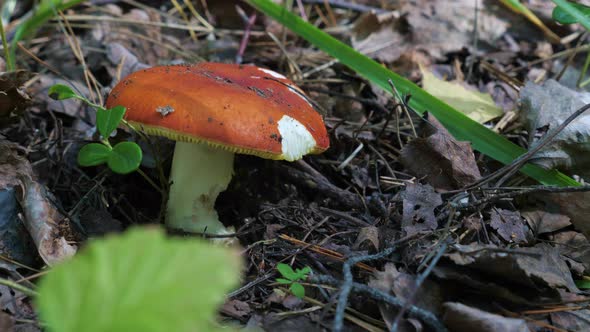 One Mushroom Grows in the Grass