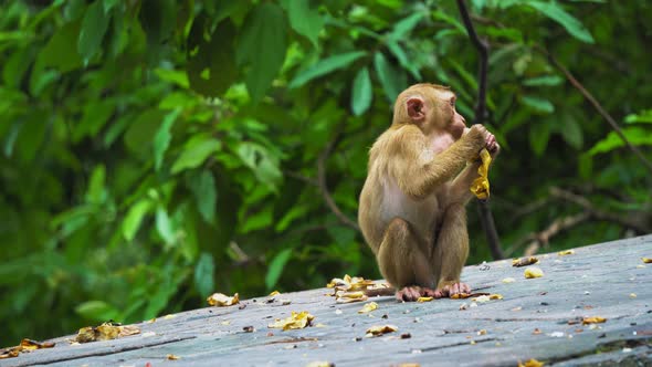 Monkey Eating the Banana