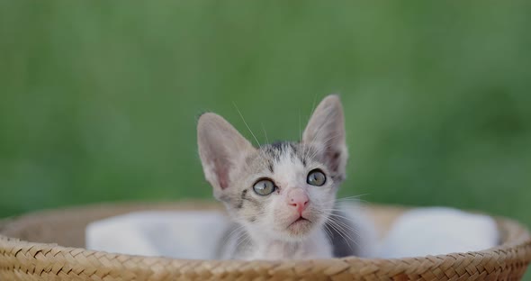 Slow motion shot close up adorable domestic kitten sitting in basket.