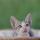 Slow motion shot close up adorable domestic kitten sitting in basket. - VideoHive Item for Sale