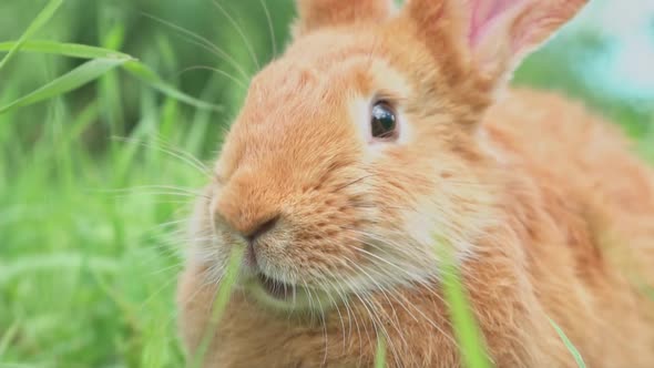 Portrait of a Funny Red Rabbit on a Green Natural Background in the Garden with Big Ears and