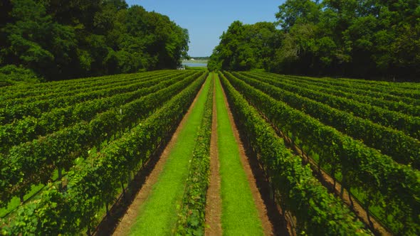 Backwards Aerial Pan Rows of Grape Vines Growing in a Vineyard