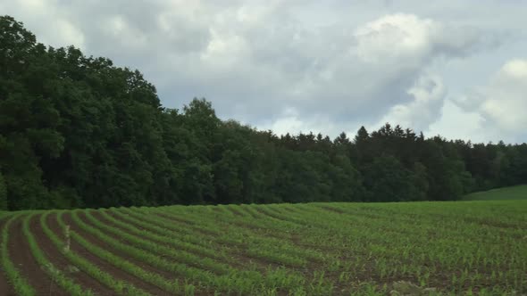 Young cornfield planted all over the field