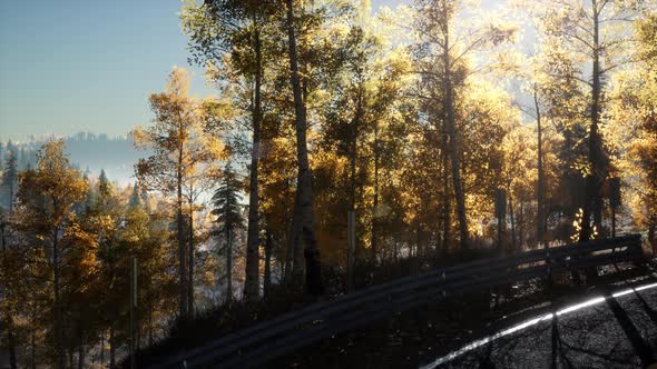 Road in the Forest and the Sun Shining alt