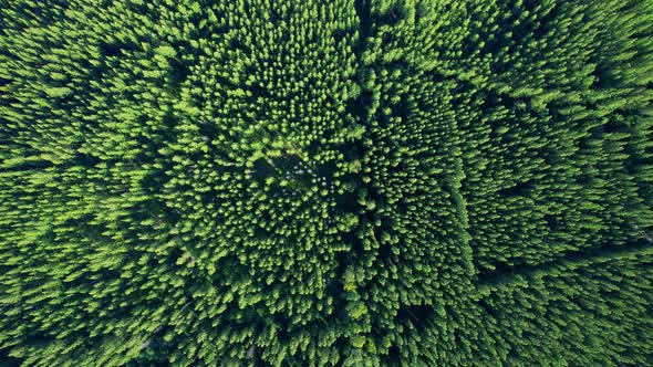 Drone flying over a beautiful pine trees