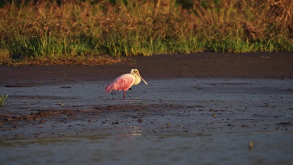 Costa Rica Wildlife and Birds, Pink Roseate Spoonbill (platalea ajaja) in Tarcoles River, Birdlife o