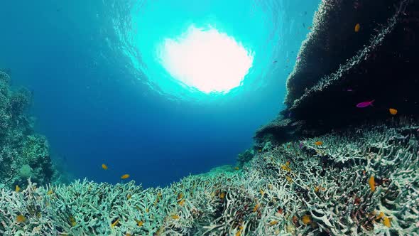 The Underwater World of a Coral Reef. Panglao, Philippines.