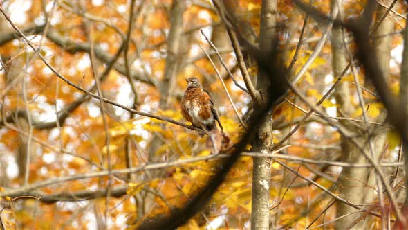 American robin bird at self-cleaning time, perched on dry branch in autumn woods