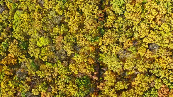 Forest Autumn Aerial Photography