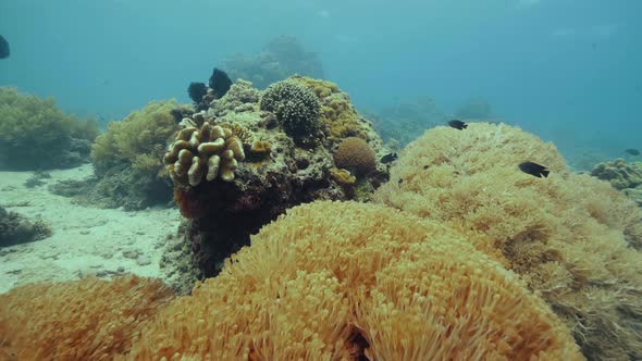 Exotic Fish Swimming Over Coral Reef on Seabed Underwater View. Scuba Diver Watching Beautiful Fish