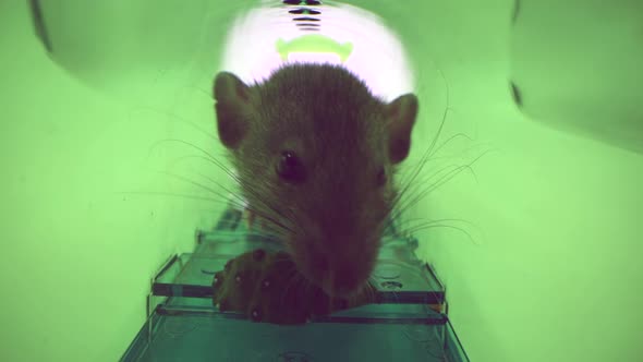 Big Alive Mouse or Rat Caught in Green Plastic Humane Mouse Trap Inside View