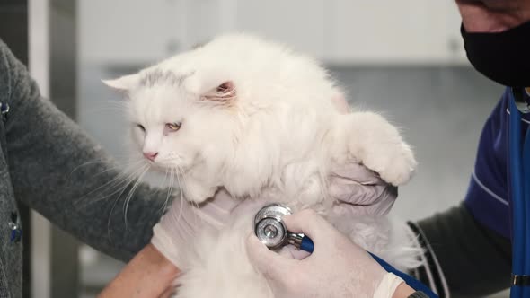 Professional Female Vet Examining a Cat at the Clinic