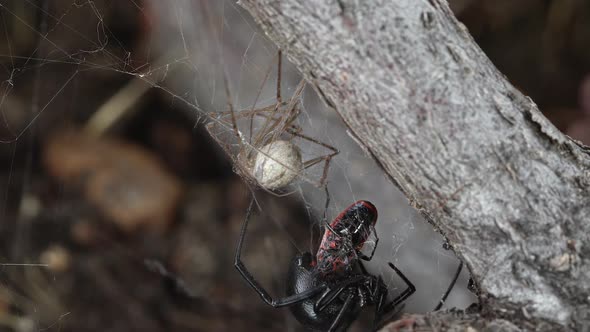 Black Widow Spider collecting its prey stuck in web