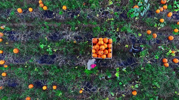 Farmers working in field