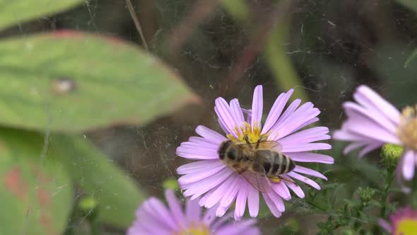 Bee On A Flower